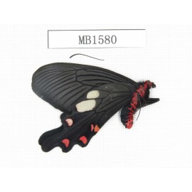 Byasa nevilli ssp. China, Yunnan, Dali, Fengyi town. 1M. MB1580.