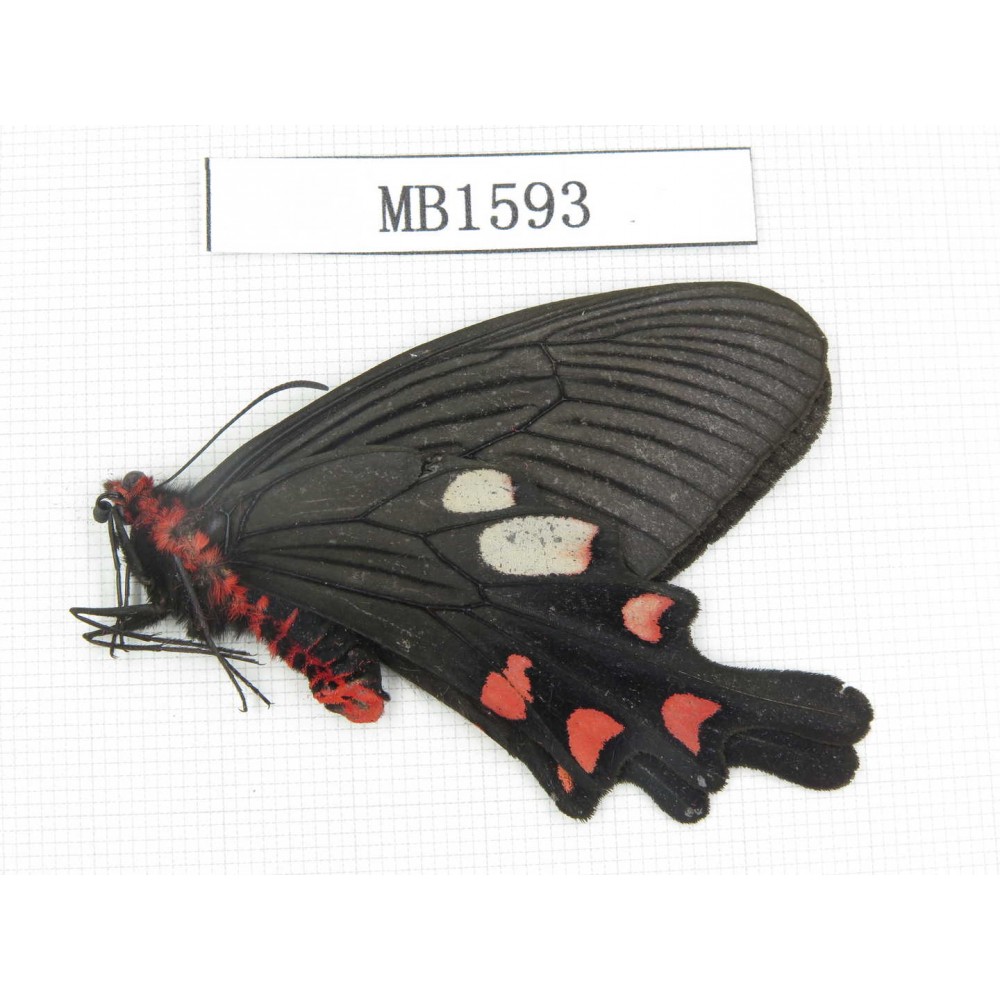 Byasa nevilli ssp. China, Yunnan, Dali, N of Mt.Cangshan.1M. MB1593.