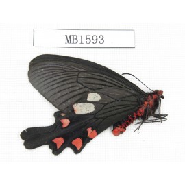 Byasa nevilli ssp. China, Yunnan, Dali, N of Mt.Cangshan.1M. MB1593.
