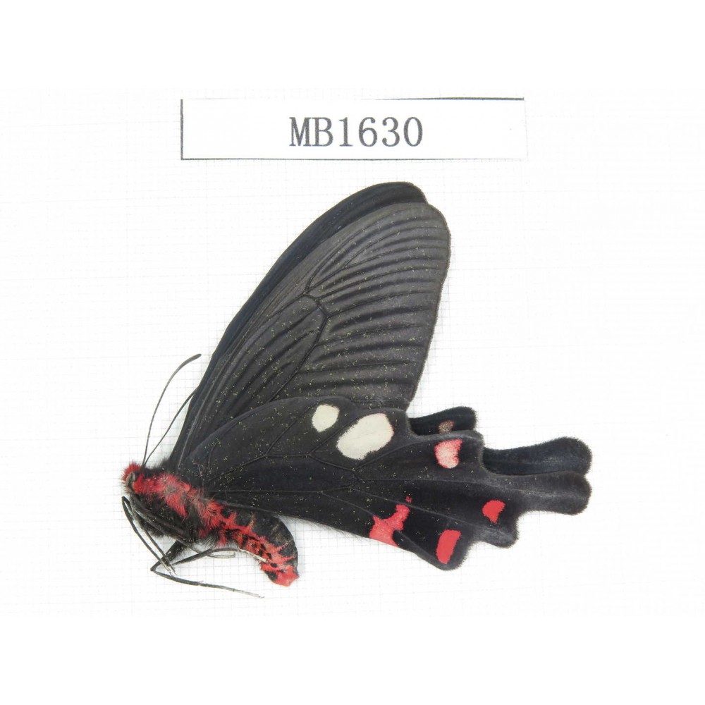 Byasa hedistus. China, Yunnan, Dali, S of Mt.Cangshan. 1M. MB1630.