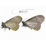 Papilio epycides ssp. China, W of Sichuan, Ganzi, Yajiang county. 2M. MB2157.