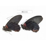 Papilio memnon ssp. China, W of Sichuan, Ganzi, Danba county. 2M. MB2162.