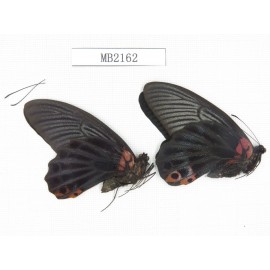 Papilio memnon ssp. China, W of Sichuan, Ganzi, Danba county. 2M. MB2162.