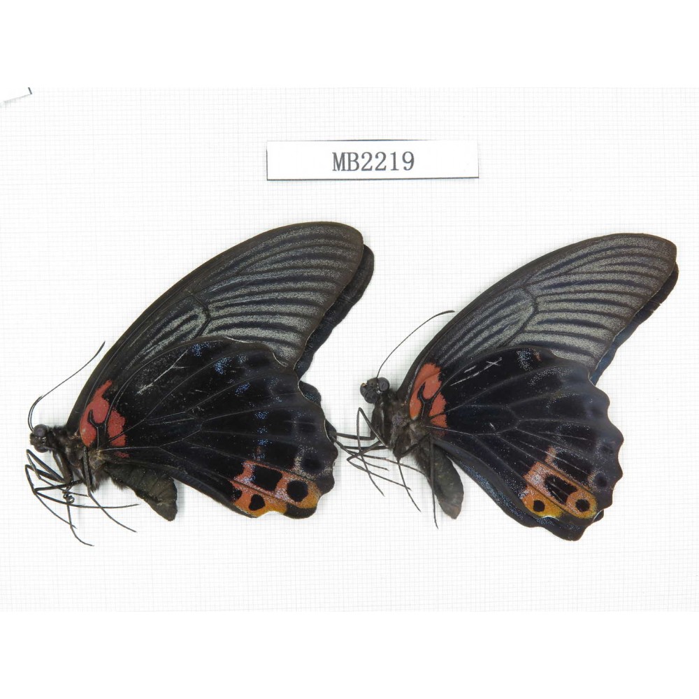 Papilio memnon ssp. China, S of Yunnan, Xishuangbanna. Mengla county. 2M. MB2219.