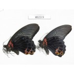 Papilio memnon ssp. China, S of Yunnan, Xishuangbanna. Mengla county. 2M. MB2219.