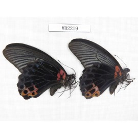 Papilio memnon ssp. China, S of Yunnan, Xishuangbanna. Mengla county. 2M. MB2219.