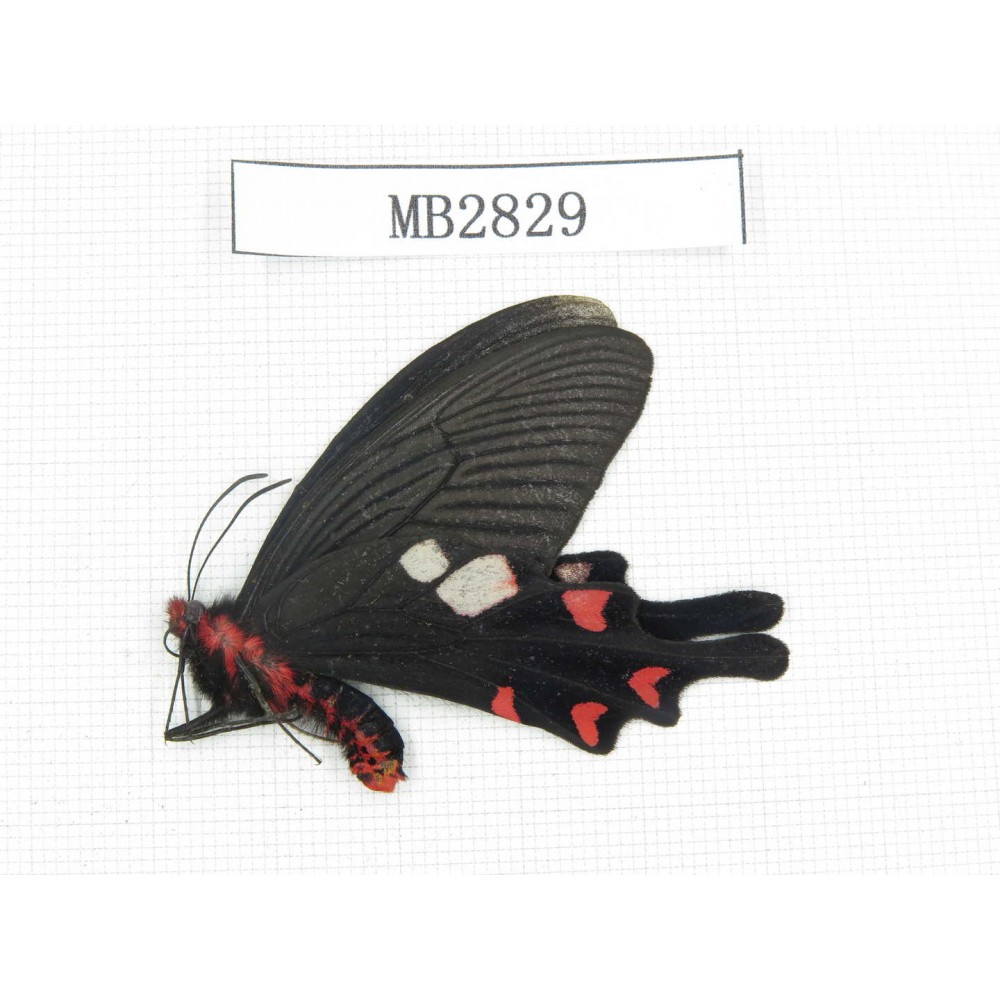 Byasa hedistus. China, Yunnan, Dali, Yangbi, N Mt.Cangshan. 1M. MB2829.