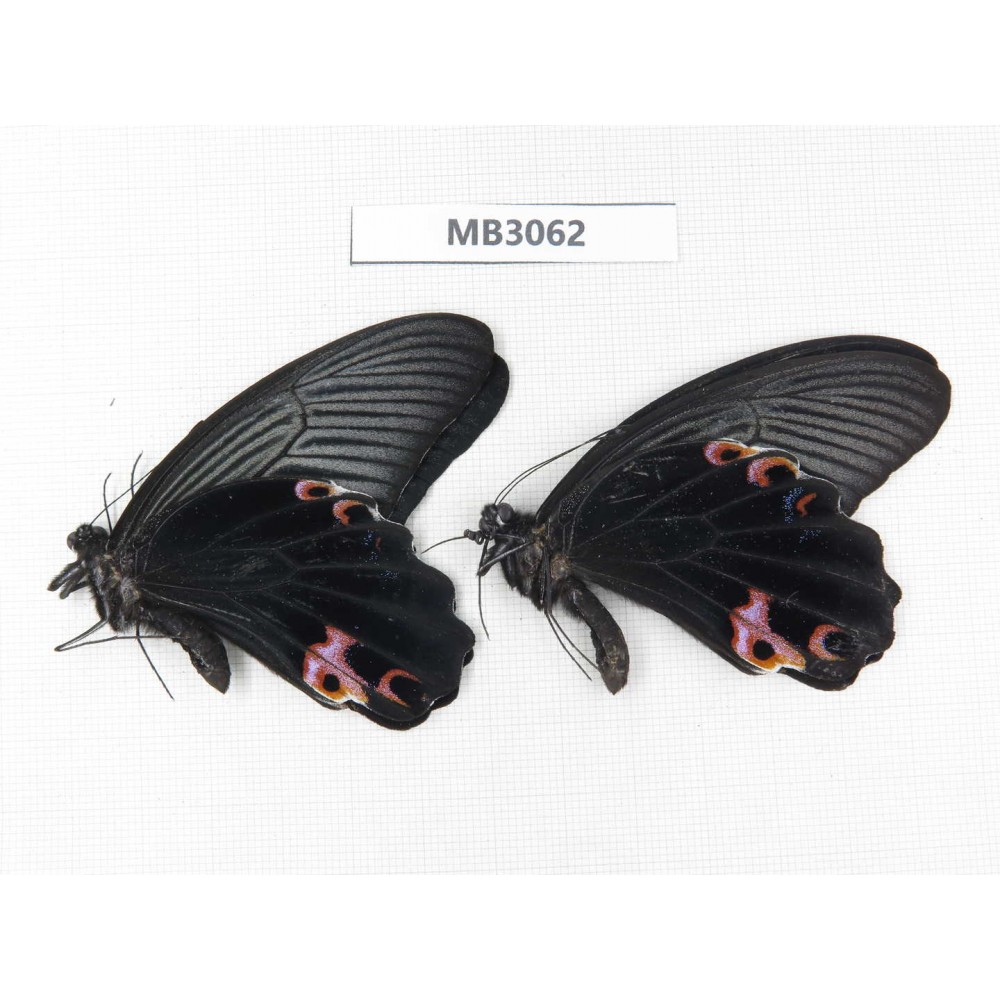 Papilio protenor ssp. China, NW of Yunnan, Nujiang, S part of Mt.Biluoxueshan. 2M. MB3062.