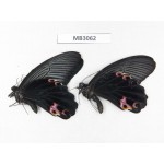 Papilio protenor ssp. China, NW of Yunnan, Nujiang, S part of Mt.Biluoxueshan. 2M. MB3062.