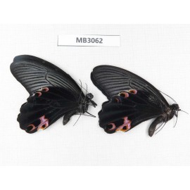 Papilio protenor ssp. China, NW of Yunnan, Nujiang, S part of Mt.Biluoxueshan. 2M. MB3062.