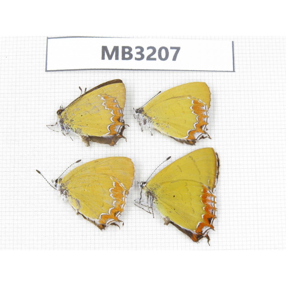 Heliophorus sp. China, Sichuan, Ganzi, Yajiang conty. 4M. MB3207.