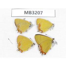 Heliophorus sp. China, Sichuan, Ganzi, Yajiang conty. 4M. MB3207.