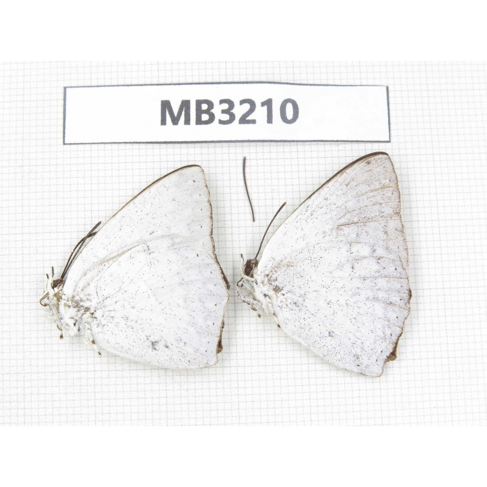 Curetis acuta. China, Sichuan, Ganzi, Yajiang conty. 2M. MB3210.