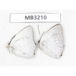 Curetis acuta. China, Sichuan, Ganzi, Yajiang conty. 2M. MB3210.