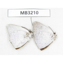Curetis acuta. China, Sichuan, Ganzi, Yajiang conty. 2M. MB3210.