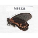 Papilio alcmenor ssp. China, W of Sichuan, Ganzi, Yajiang conty. 1M. MB3228.