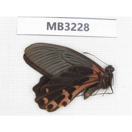 Papilio alcmenor ssp. China, W of Sichuan, Ganzi, Yajiang conty. 1M. MB3228.