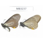 Papilio epycides ssp. China, W of Sichuan, Ganzi, Yajiang conty. 1M. MB3237.