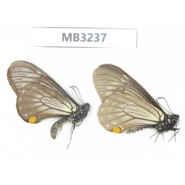 Papilio epycides ssp. China, W of Sichuan, Ganzi, Yajiang conty. 1M. MB3237.