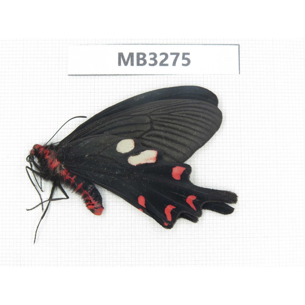 Byasa hedistus. China, Yunnan, Dali, Mt.Cangshan. 1M. MB3275.