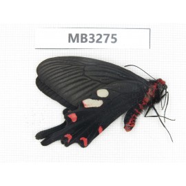 Byasa hedistus. China, Yunnan, Dali, Mt.Cangshan. 1M. MB3275.