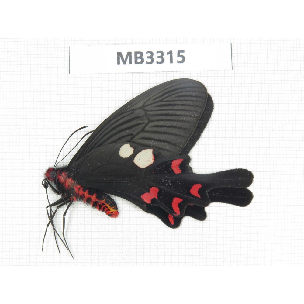 Byasa rhadinus. China, W of Yunnan, Dali, S of Mt.Cangshan.1M. MB3315.