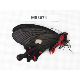 Byasa polueuctes polyeuctes. China, W of Yunnan, Lijiang area, W of Lijiang, C of Mt.Yunling. 1M. MB3674.