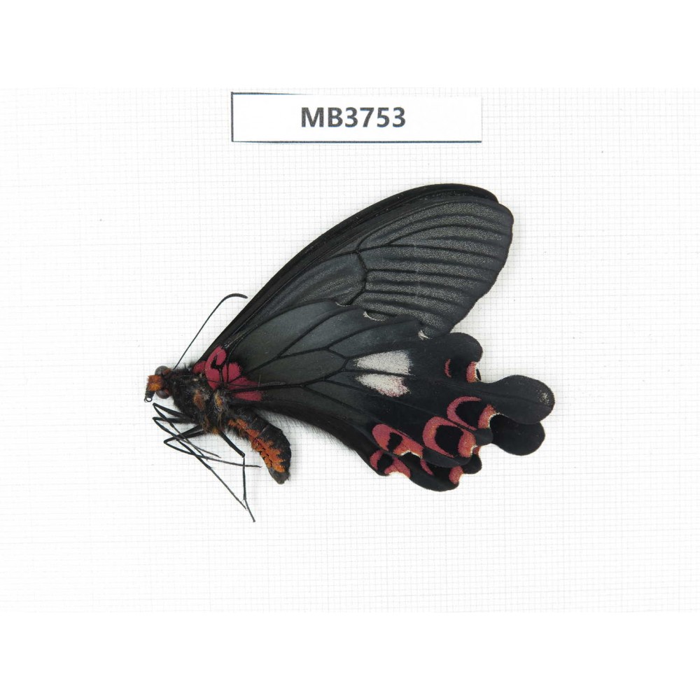Papilio boots ssp. China, W of Yunnan, Dali area, Yangbi county, S of Mt.Cangshan. 1M. MB3753.