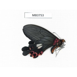 Papilio boots ssp. China, W of Yunnan, Dali area, Yangbi county, S of Mt.Cangshan. 1M. MB3753.