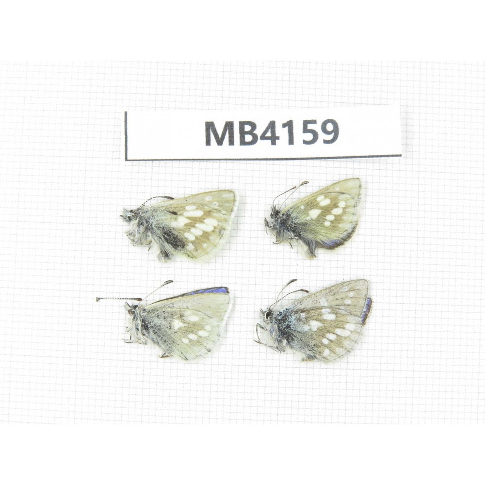 Albulina orbitula. China, Qinghai, Haibei, Qilian county, Mt.Niuxinshan. 4M. MB4159.