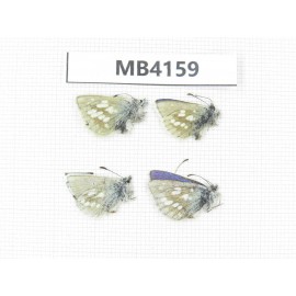 Albulina orbitula. China, Qinghai, Haibei, Qilian county, Mt.Niuxinshan. 4M. MB4159.