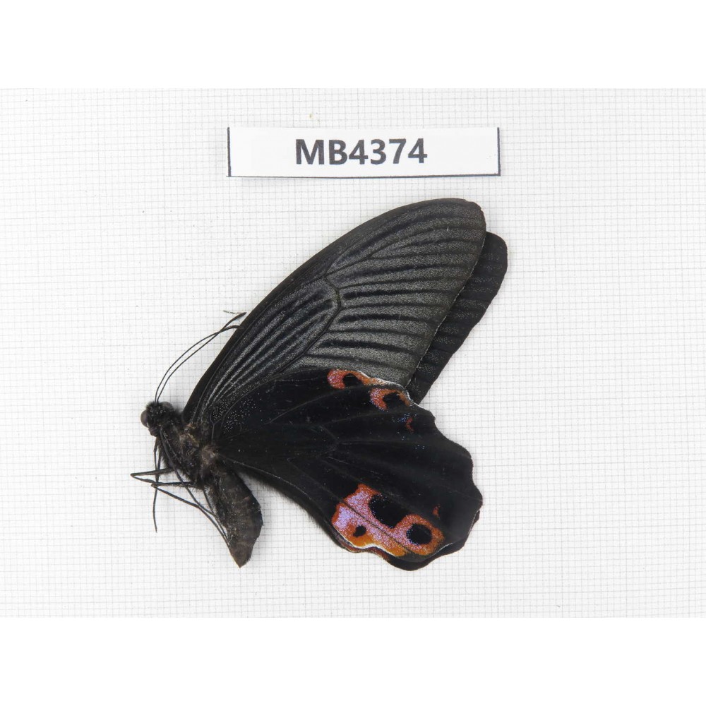 Papilio protenor ssp. China, W of Yunnan, Lijiang, N of Mt.Yunling.1M. MB4374.