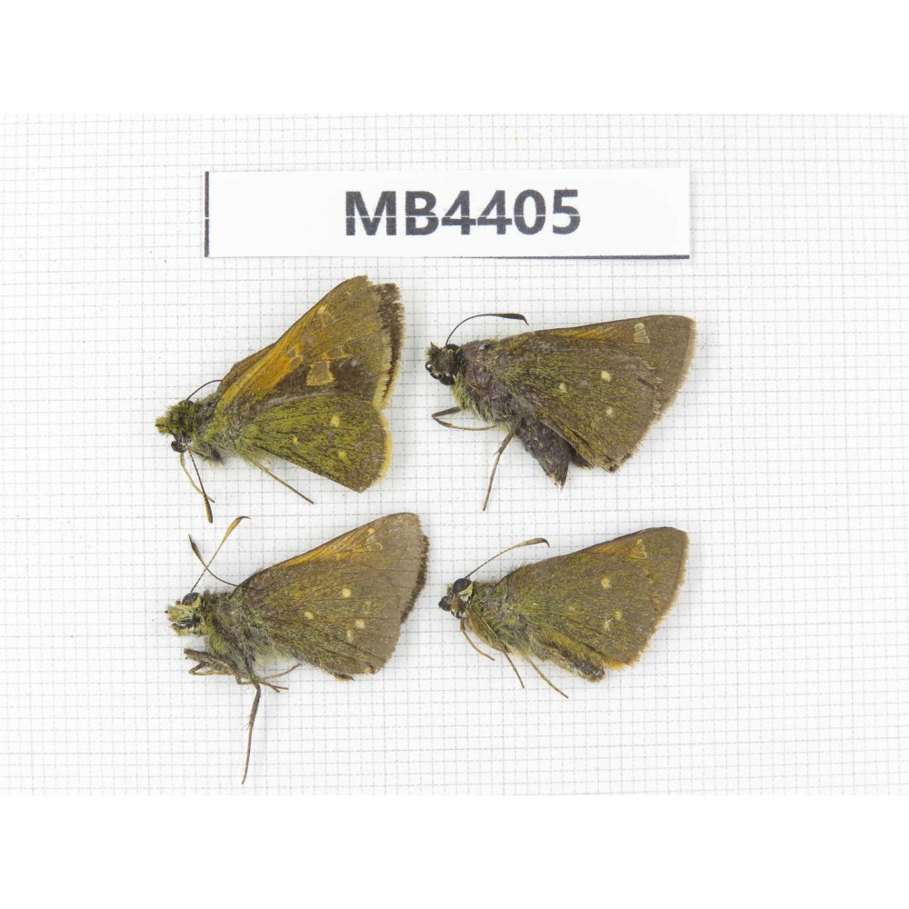 Thoressa sp. China, Yunnan, Xiangerila, Weixi county. 4M. M4405.