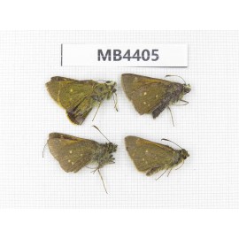 Thoressa sp. China, Yunnan, Xiangerila, Weixi county. 4M. M4405.