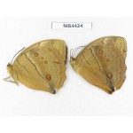 Stichophthalma sparta. China, W of Yunnan, Nujiang,  Mt.Biluoxueshan. 2M. MB4424.