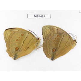 Stichophthalma sparta. China, W of Yunnan, Nujiang,  Mt.Biluoxueshan. 2M. MB4424.