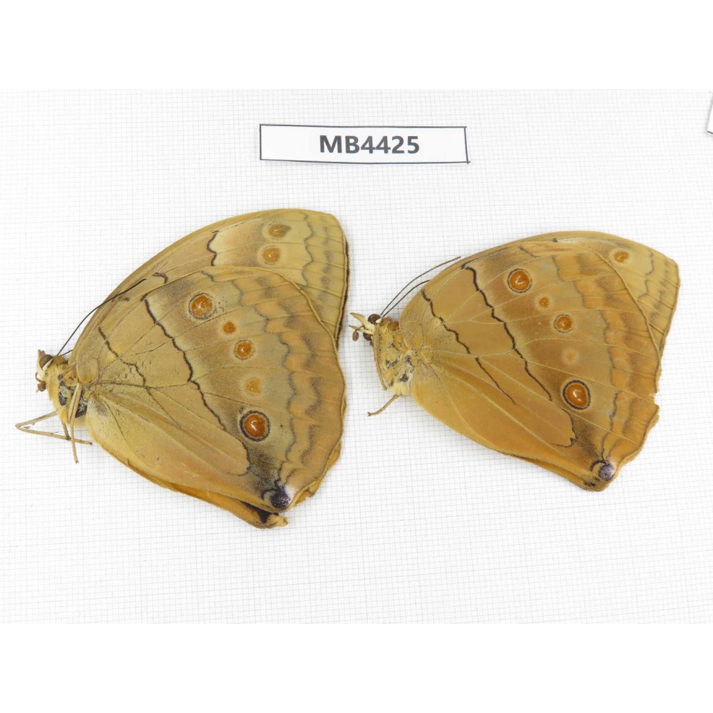 Stichophthalma sparta. China, W of Yunnan, Nujiang,  Mt.Biluoxueshan. 2M. MB4425.