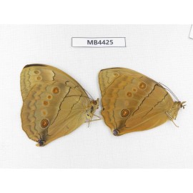 Stichophthalma sparta. China, W of Yunnan, Nujiang,  Mt.Biluoxueshan. 2M. MB4425.