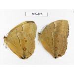 Stichophthalma sparta. China, W of Yunnan, Nujiang,  Mt.Biluoxueshan. 2M. MB4426.