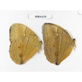Stichophthalma sparta. China, W of Yunnan, Nujiang,  Mt.Biluoxueshan. 2M. MB4426.