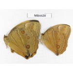 Stichophthalma sparta. China, W of Yunnan, Nujiang,  Mt.Biluoxueshan. 2M. MB4428.