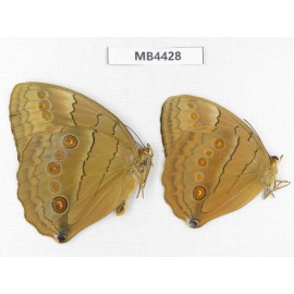 Stichophthalma sparta. China, W of Yunnan, Nujiang,  Mt.Biluoxueshan. 2M. MB4428.