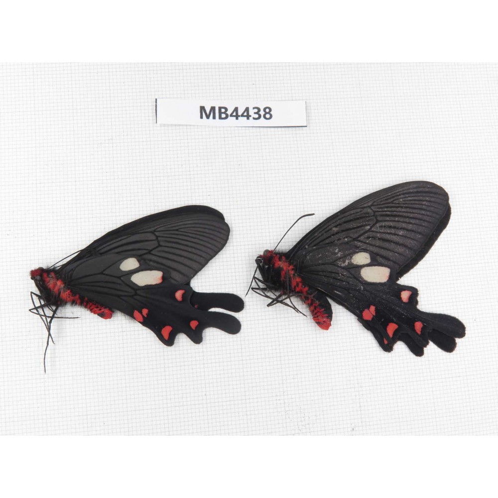 Byasa nevilli ssp. China, W of Yunnan, Dali, Fengyi town.2M. MB4438.