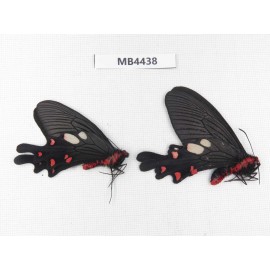 Byasa nevilli ssp. China, W of Yunnan, Dali, Fengyi town.2M. MB4438.