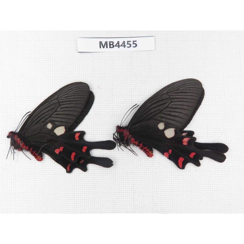 Byasa rhadinus. China, W of Yunnan, Dali, N of Mt.Cangshan.2M. MB4455.