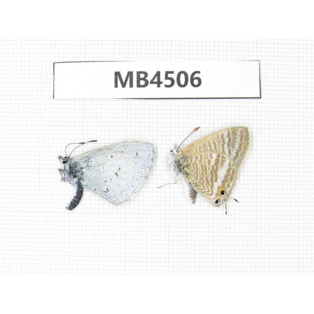 Lampides boeticus & Celastrina sp. China, Sichuan, Ganzi, Xiangcheng county. 2M. MB4506.