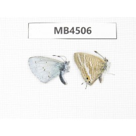 Lampides boeticus & Celastrina sp. China, Sichuan, Ganzi, Xiangcheng county. 2M. MB4506.