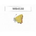 Heliophorus sp. China, Yunnan, Dehong, Yingjiang county. 1M. MB4530.
