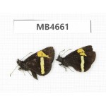 Barca bicolor. China, Yunnan, Lijiang, C of Mt.Yunling. 2M. M4661.
