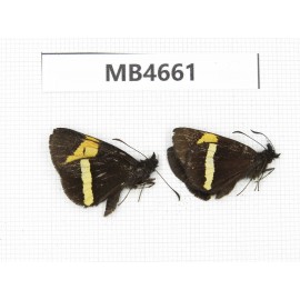 Barca bicolor. China, Yunnan, Lijiang, C of Mt.Yunling. 2M. M4661.